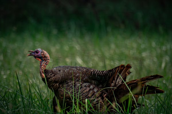 Rio Grande Wild Turkeys at Potts Branch Creek Farm