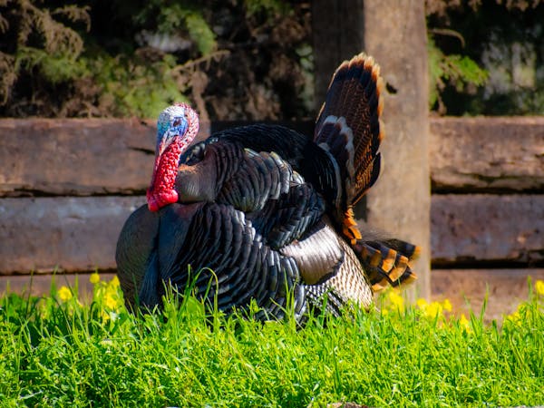 Rio Grande Wild Turkeys — Batch of 30