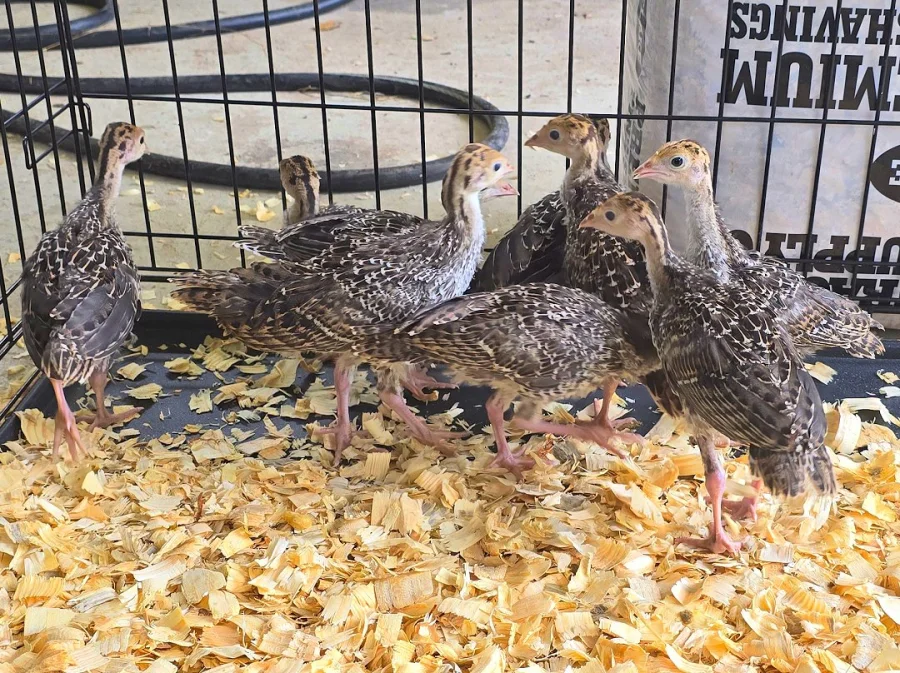 Rio Grande Wild Turkeys (3-4 Weeks Old)