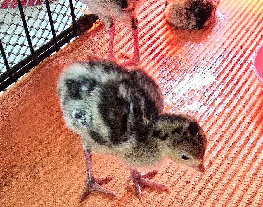 Rio Grande Wild Turkey Poults (1-3 Day Old)