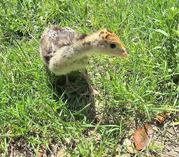 Rio Grande Wild Turkeys (1-2 Week old)