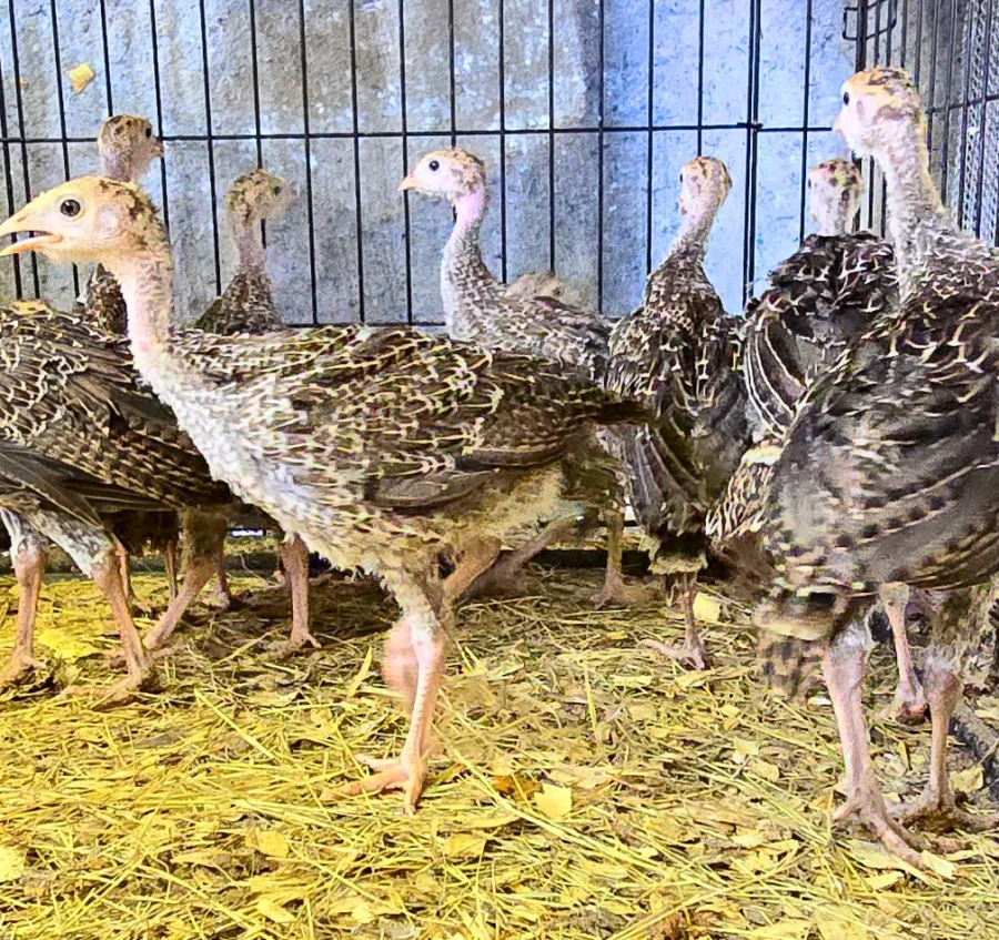 Rio Grande Wild Turkeys (8-10 Week Old)