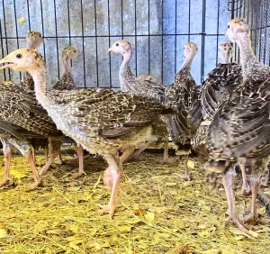 Rio Grande Wild Turkeys (8-10 Week Old)