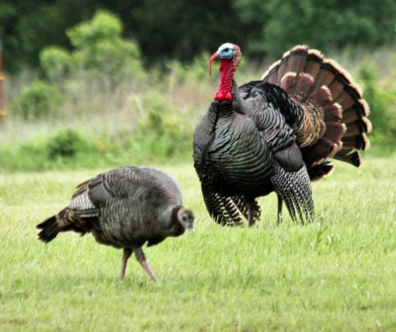 Rio Grande Wild Turkeys Pair (6 Month & Older)