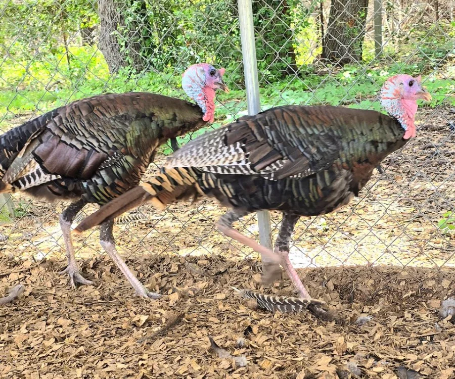 Rio Grande Wild Tom Turkeys (7 Month & Older)