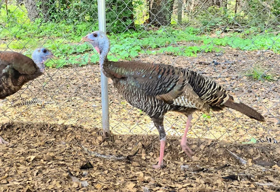 Rio Grande Wild Hen Turkeys (7 Month & Older)
