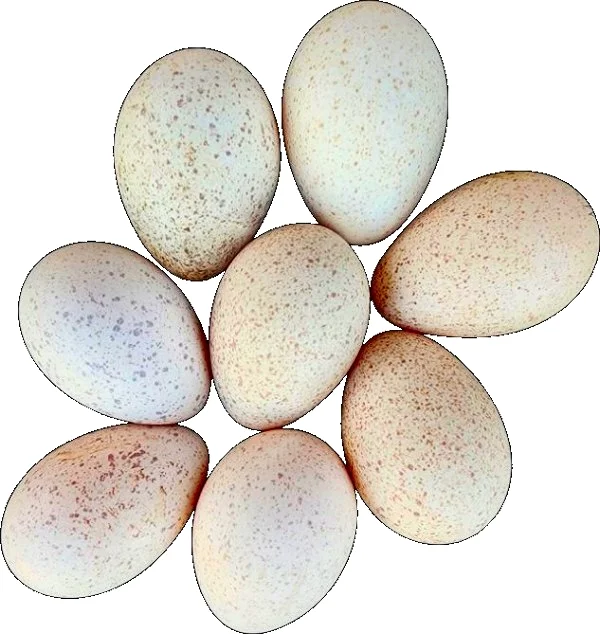 Rio Grande Wild Turkeys (12 Fertile Hatching Eggs)