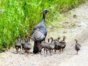 Rio Grande Wild Turkeys Juvenile (5-7 Week Old)